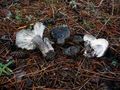 Hygrophorus camarophyllus